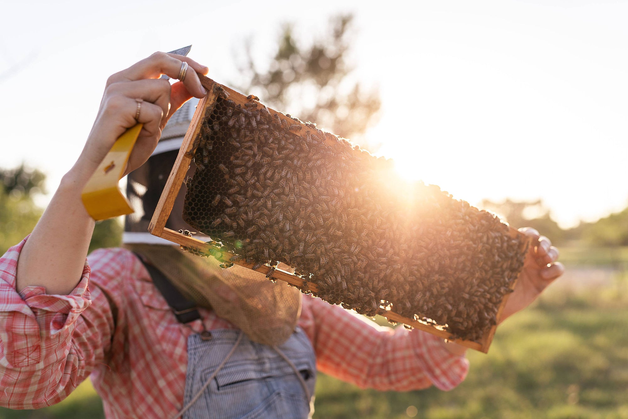 Two Hives Honey